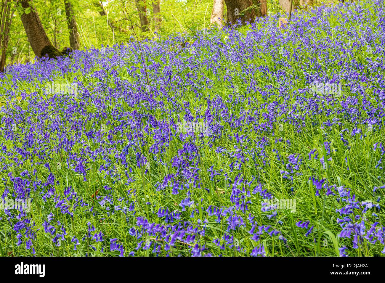 Bluebells floreciendo en primavera en la escarpa Cotswold en Queens Wood debajo de Cleeve Cloud, Southam, Gloucestershire, Inglaterra Reino Unido Foto de stock
