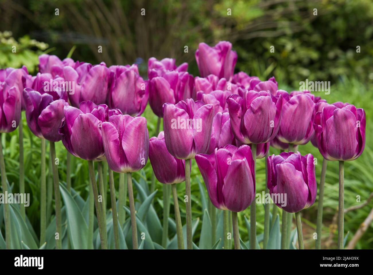 Tulipa, Saigón Foto de stock