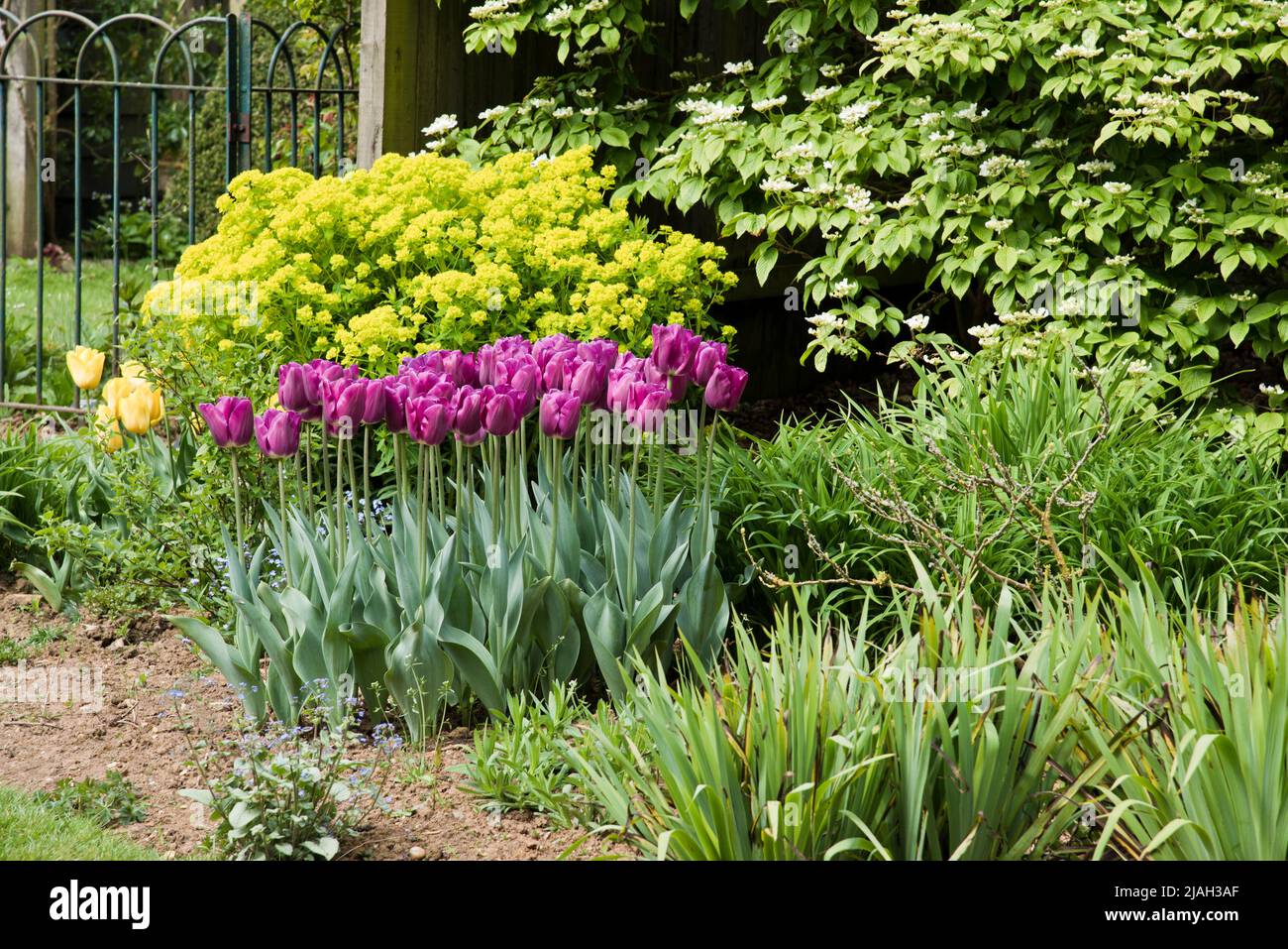 Tulipa, Saigón Foto de stock