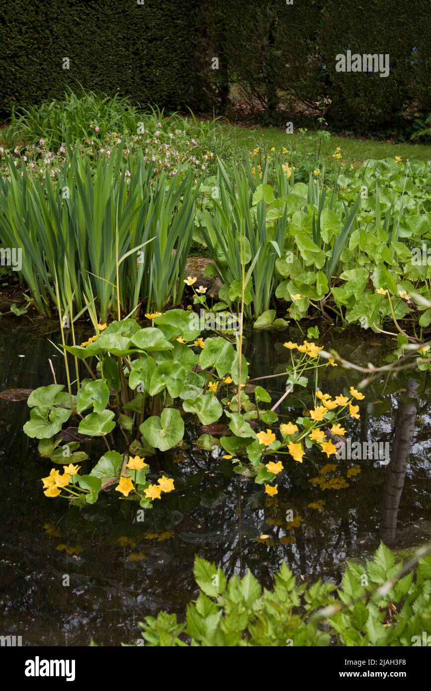 Plan marginal, Marigoldt pantano (Caltha palustris) Foto de stock