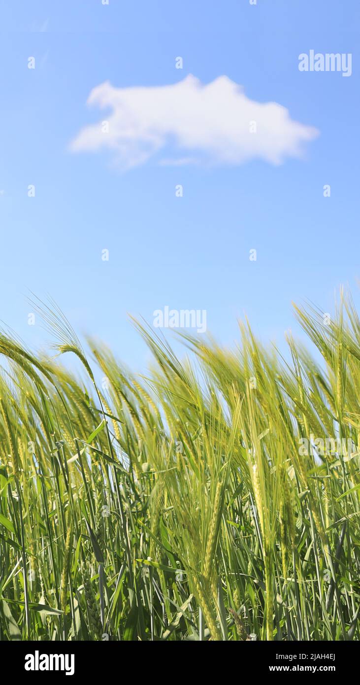 Trigo en un cultivo en la campiña inglesa, cielo azul y nube única. Foto de stock