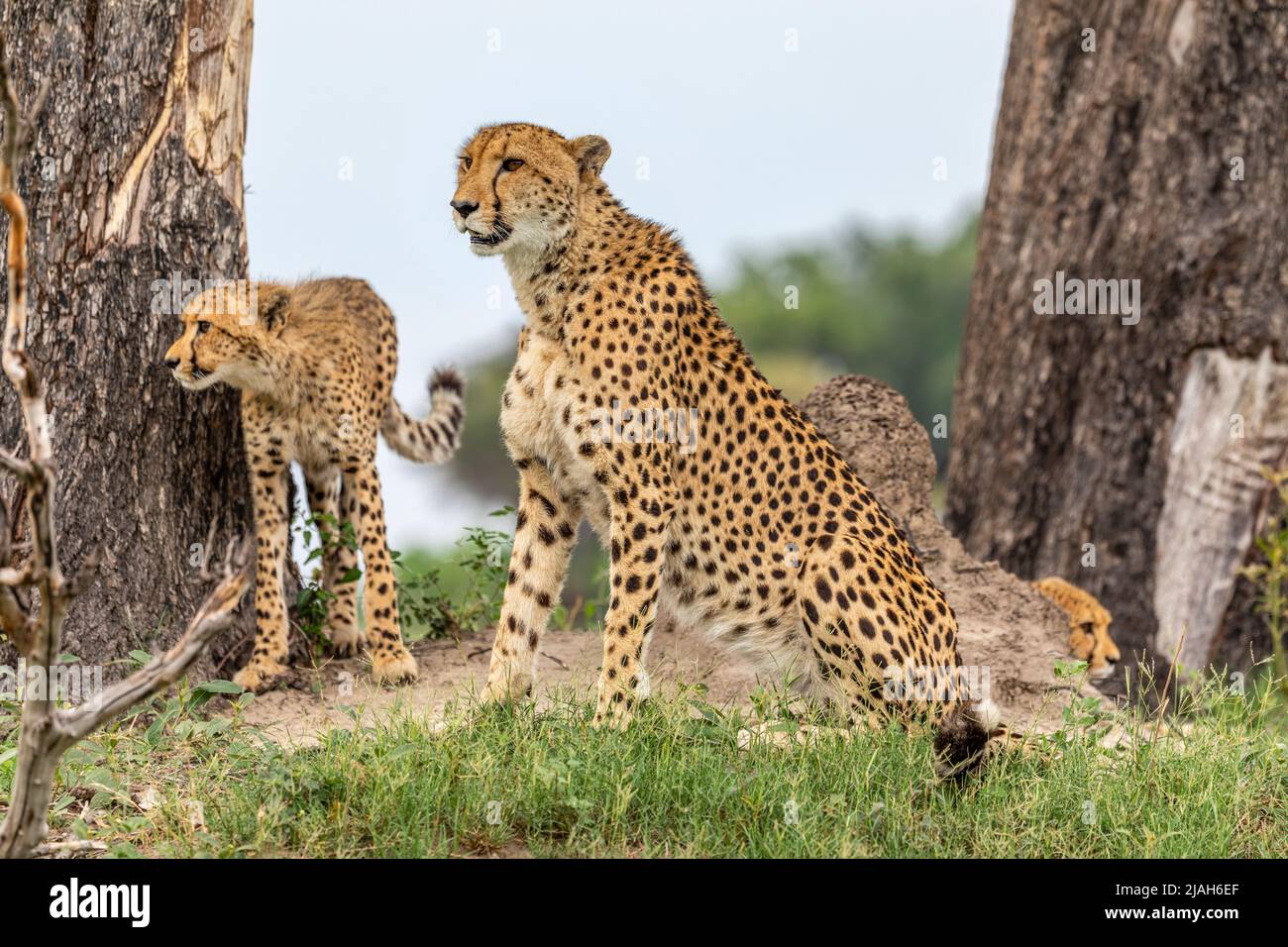 Cheetah está en la pradera del Delta de Okavango Foto de stock