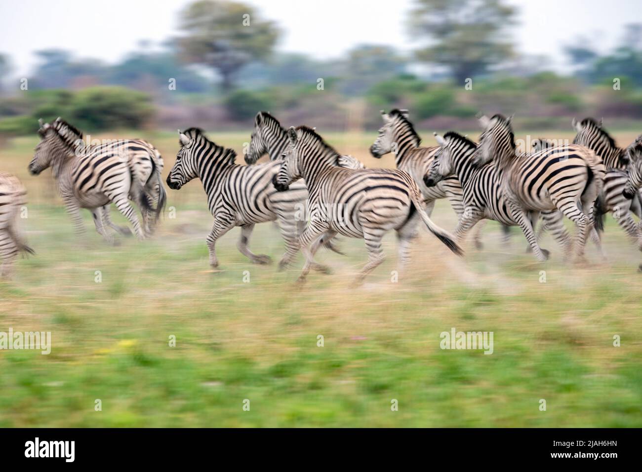 Zebras de Burchell en la pradera del Delta de Okavango Foto de stock