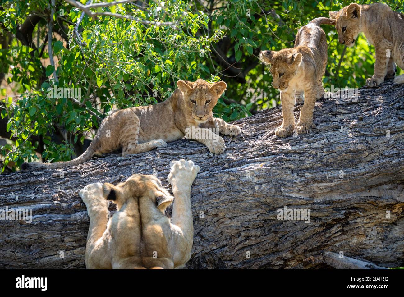 Orgullo León de la pradera del Delta de Okavango Foto de stock