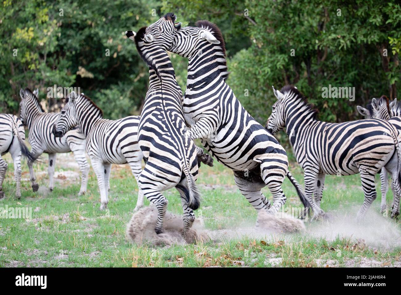 Los sementales de cebra de Burchell pelean en la pradera del Delta de Okavango Foto de stock