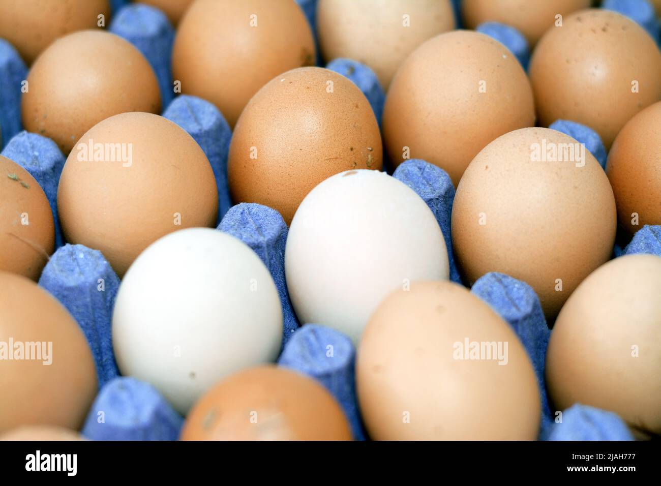 Enfoque selectivo de huevos de pollo marrón orgánico que contiene muchos  nutrientes que es esencial para el cuerpo humano en una caja de cartón de  huevo llena, un grupo Fotografía de stock -