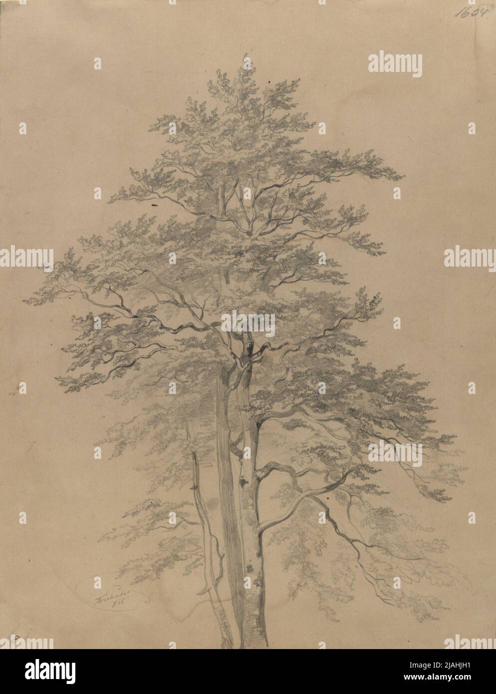 Estudio de árbol. Josef Kriehuber (1800-1876), artista Foto de stock