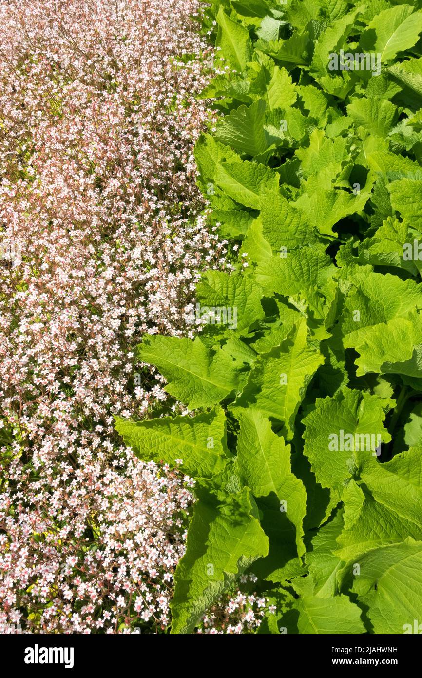 Hojas de Telekia speciosa, Saxifraga, Flor, Telekia, Frontera, Plantas, contraste en el jardín Foto de stock