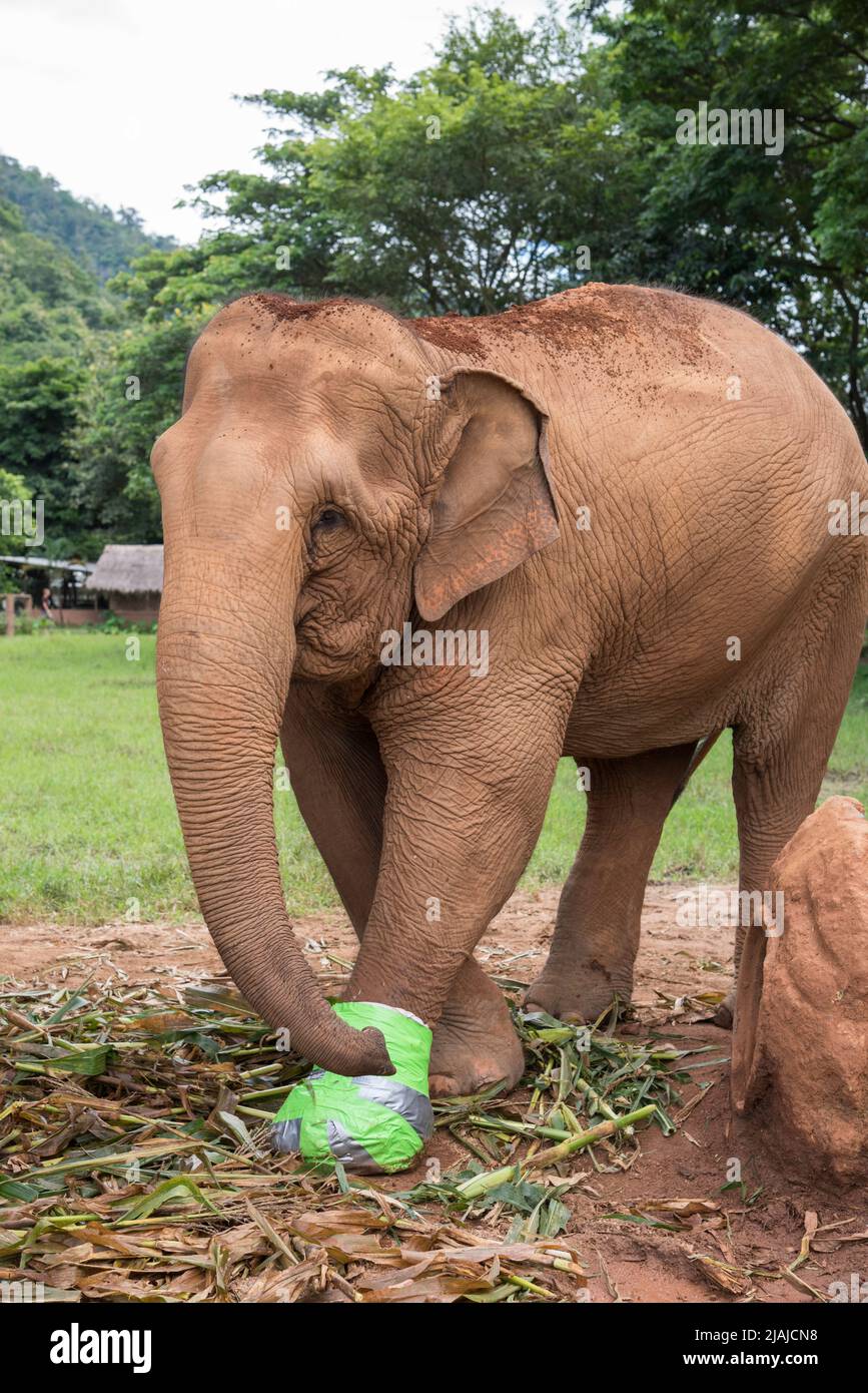 El elefante herido por una mina terrestre es rescatado y rehabilitado en el Parque Natural del Elefante, cerca de Chiang Mai, Tailandia Foto de stock