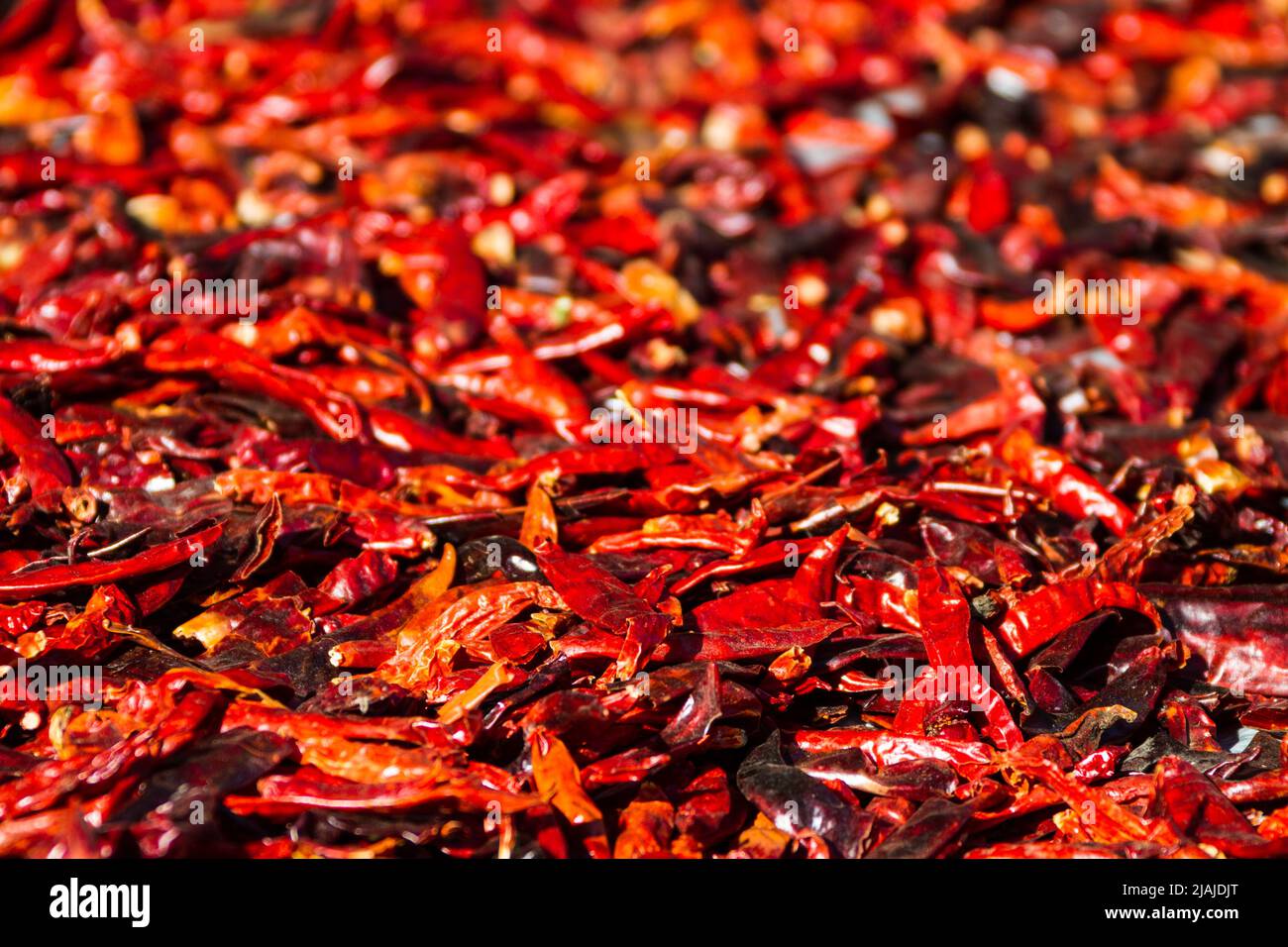 Chiles rojos probar en el horno hijo - Bumthang - Ura carretera, Jakar, Bumthang, Bután (BT) Foto de stock
