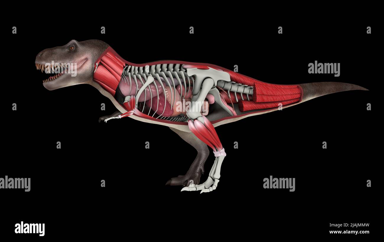 Tyrannosaurus rex anatomy fotografías e imágenes de alta resolución - Alamy