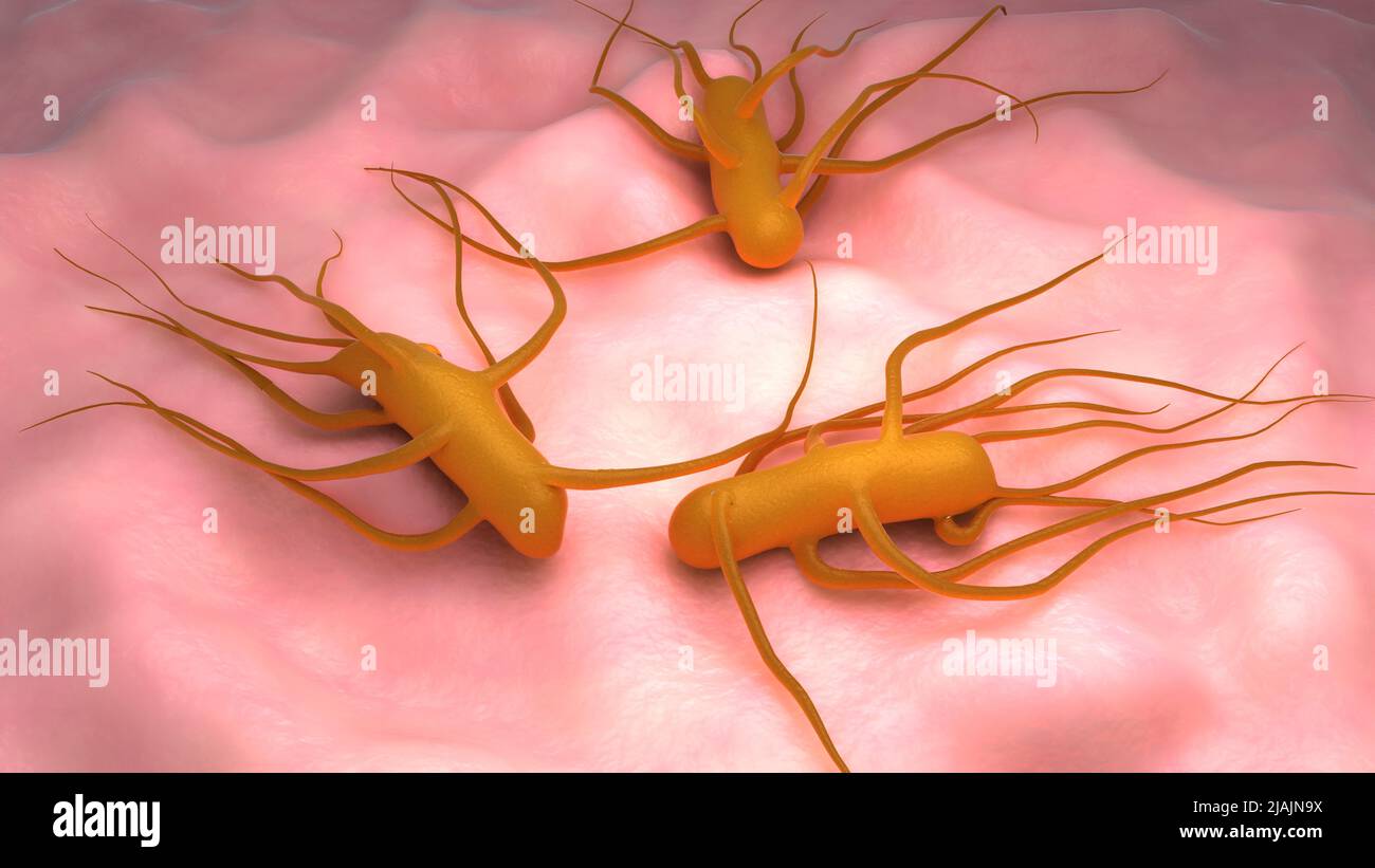 Ilustración biomédica conceptual de la bacteria Salmonella Typhi, que causa fiebre tifoidea. Foto de stock