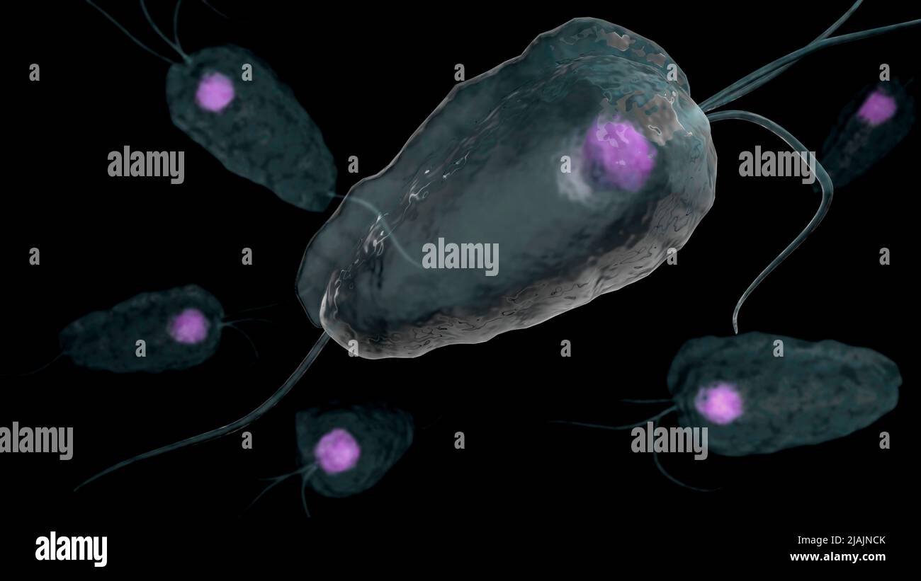 Ilustración biomédica conceptual de la tricomoniasis, una enfermedad infecciosa de transmisión sexual. Foto de stock