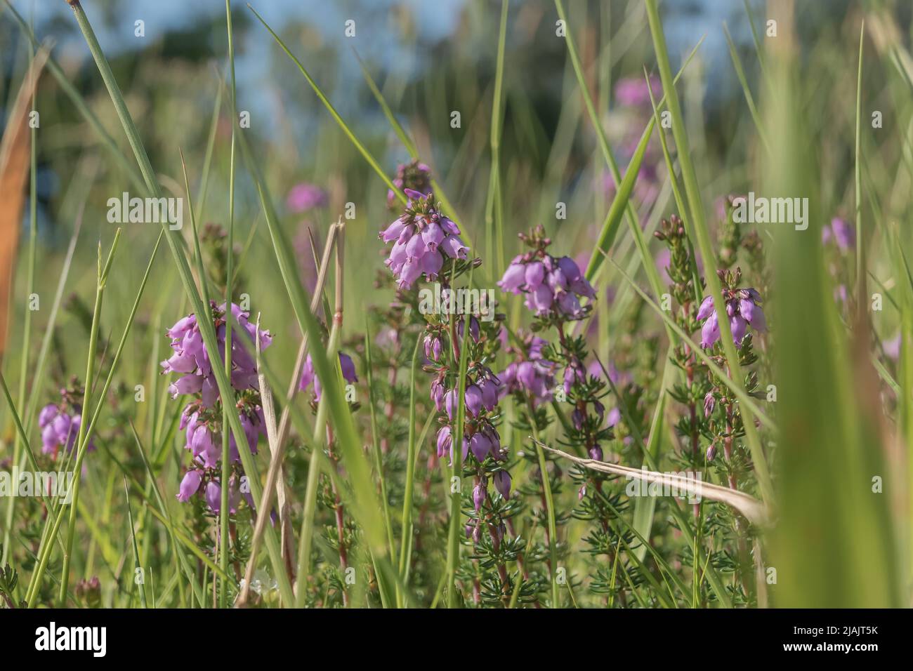 Planta erica fotografías e imágenes de alta resolución - Alamy Planta erica fotografías e imágenes de alta resolución - Alamy