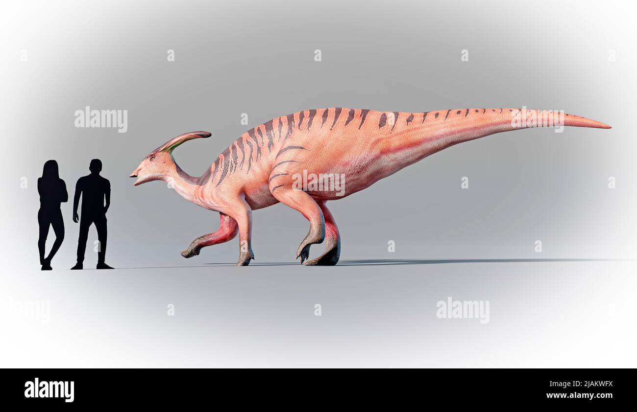 Los humanos comparados con Parasaurolophus Foto de stock