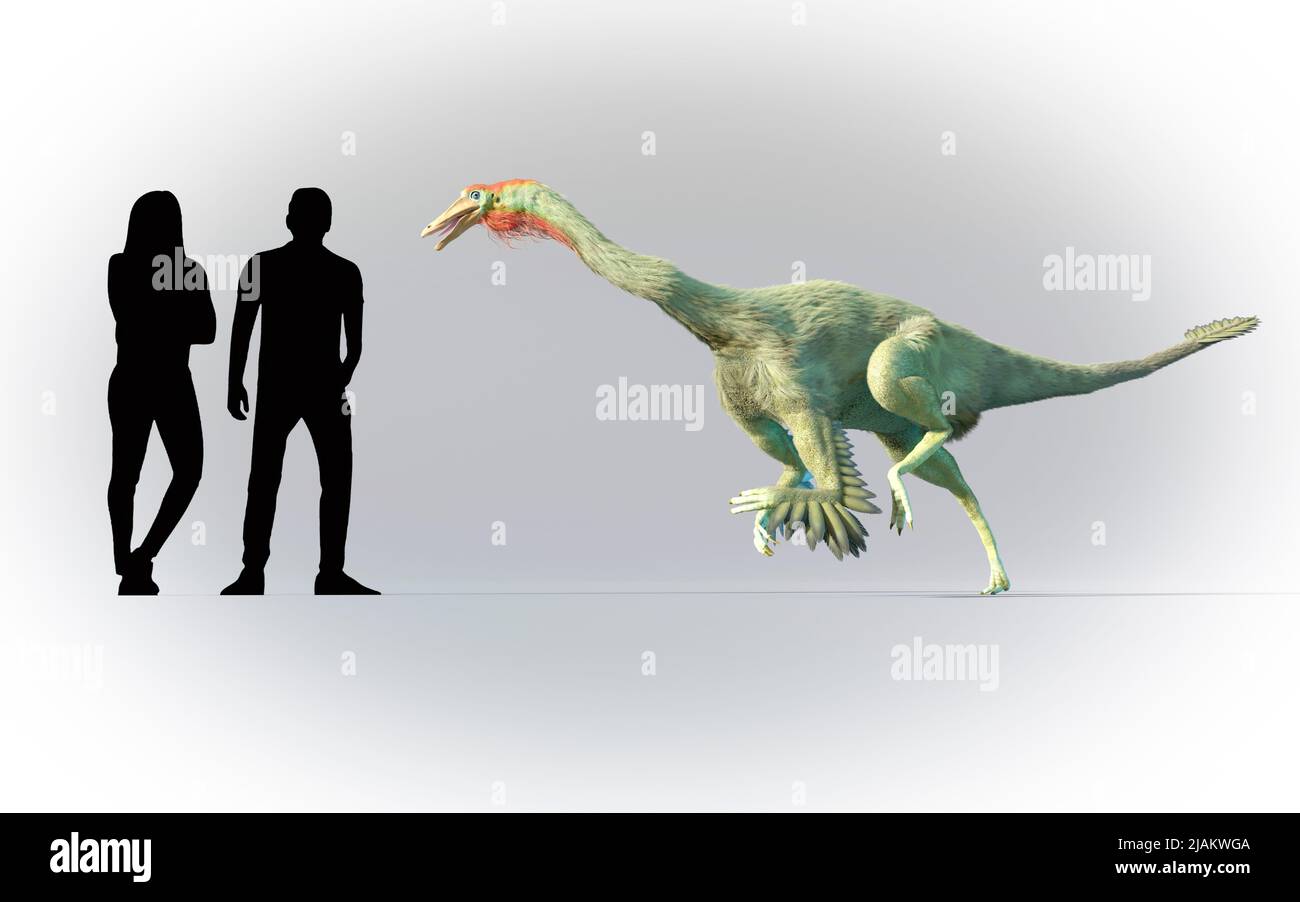 Los humanos se compararon en escala con Struthiomimus Foto de stock