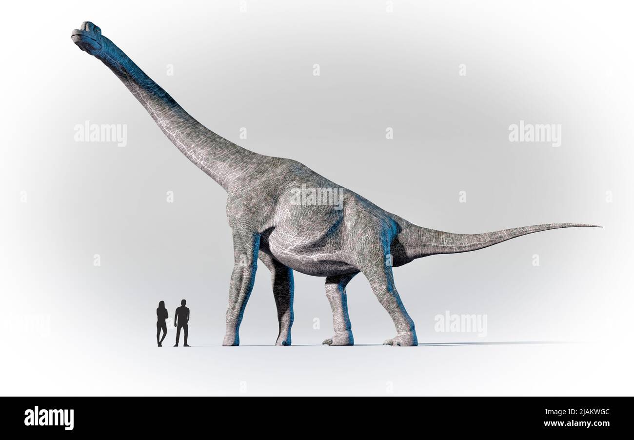 Los humanos se compararon en escala con Brachiosaurus Foto de stock