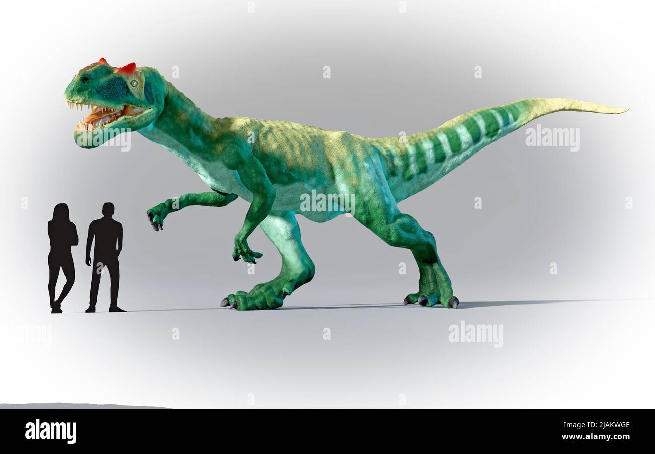 Los humanos se compararon en escala con Allosaurus Foto de stock