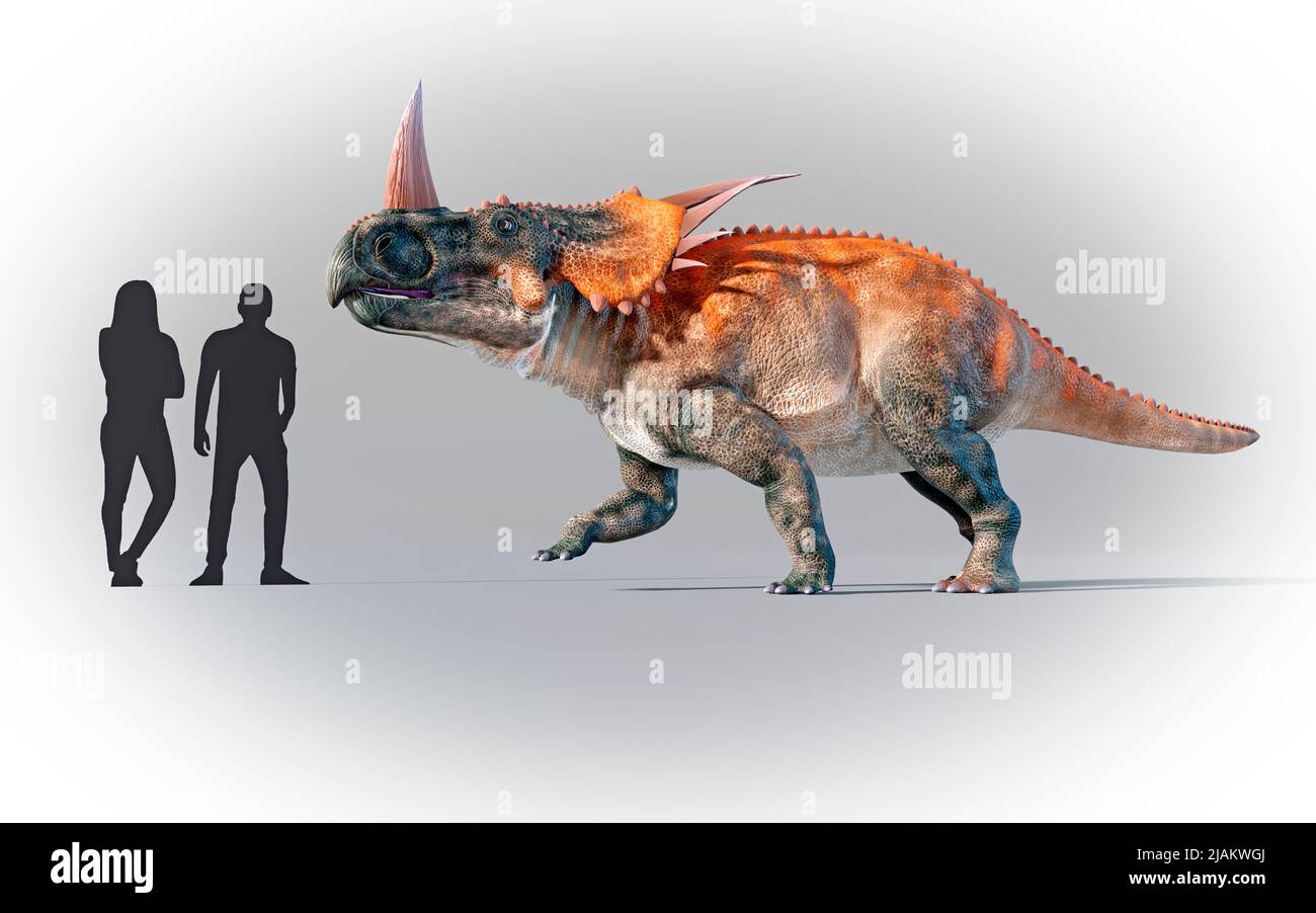 Los seres humanos se compararon en escala con Styracosaurus Foto de stock