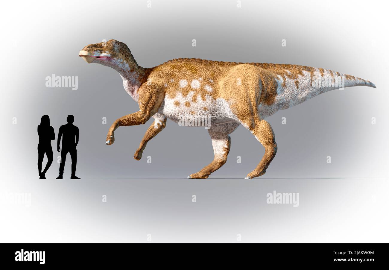 Los humanos se compararon en escala con Edmontosaurus Foto de stock