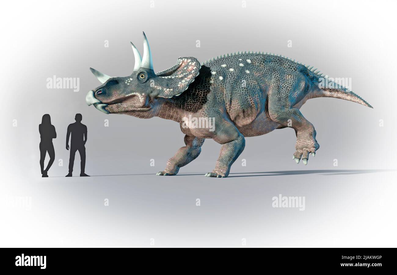 Los humanos compararon en escala con Triceratops Foto de stock