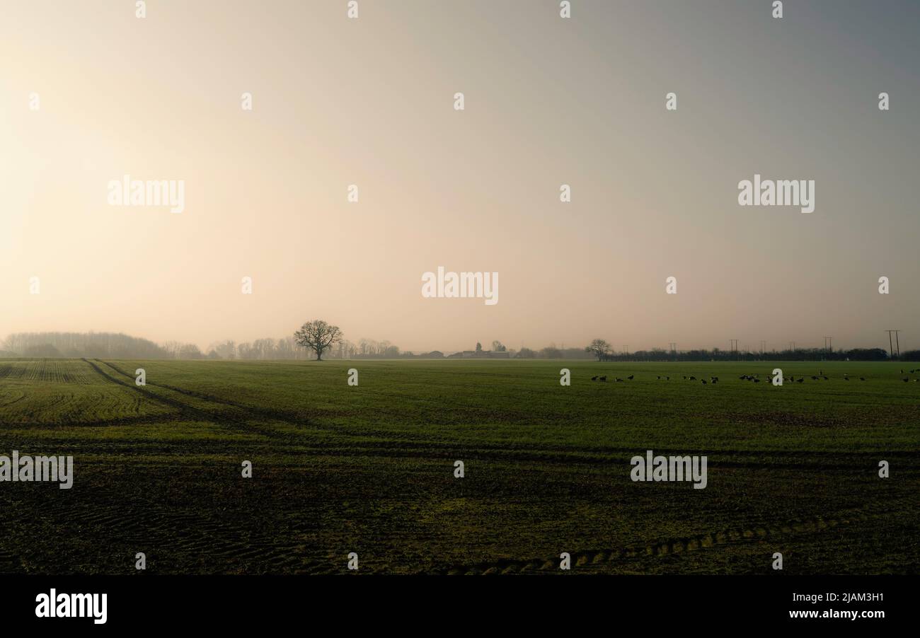 Amanecer sobre un campo arado con pistas de tractores y alimentación de gansos y un árbol en el horizonte en una mañana colorida y brumosa en Beverley, Reino Unido. Foto de stock