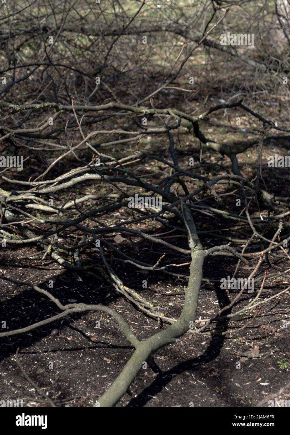 Ramas de árboles aserrados que yacen en el suelo Foto de stock