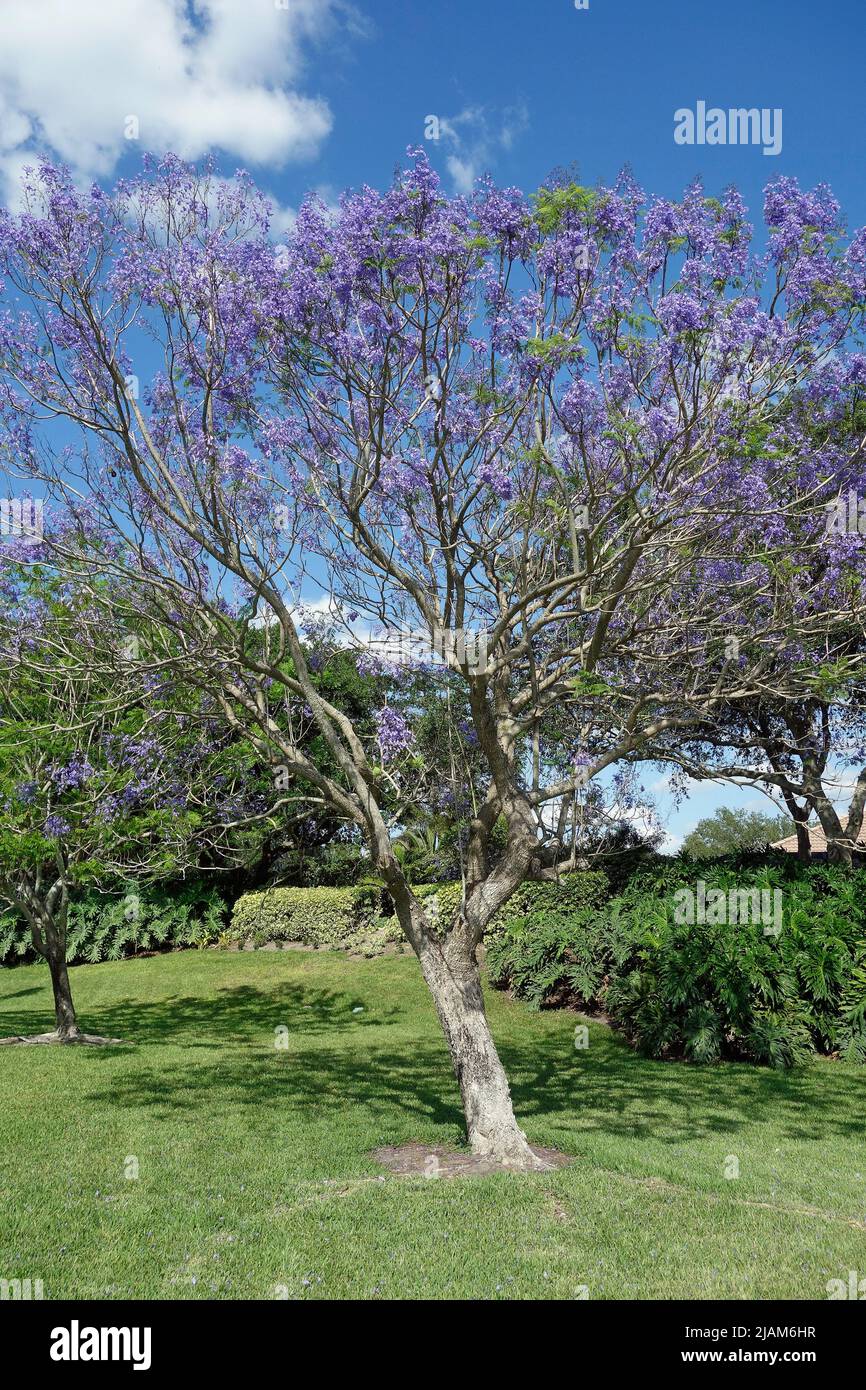 árbol jacaranda, venecia, florida, estados unidos Foto de stock