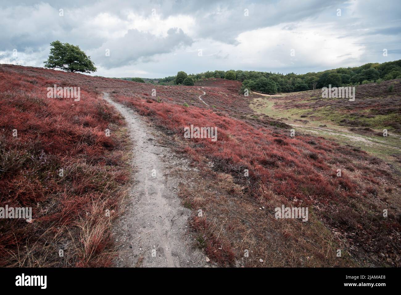 Senderismo en De Hoge Veluwe, Países Bajos Foto de stock