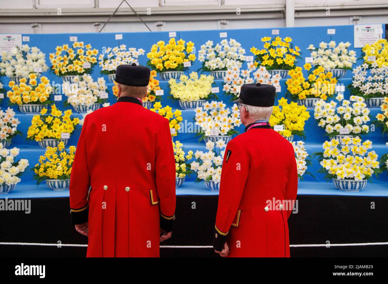 Los Pensioners del Chelsea admiran una hermosa exhibición de narcisos en el Salón de Flor del Chelsea del RHS. Foto de stock