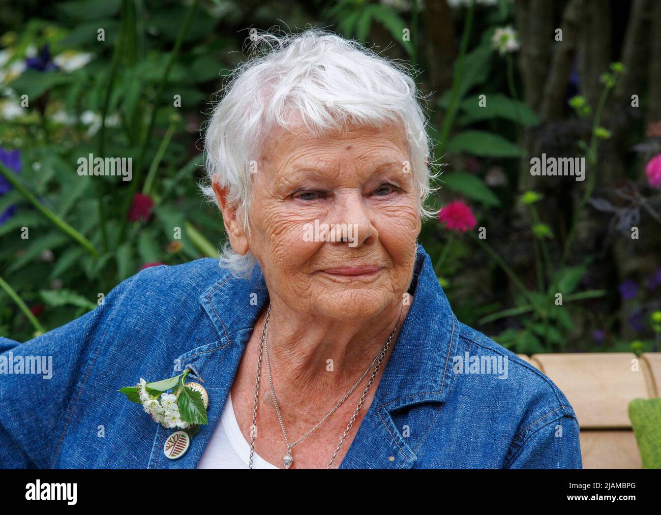 Dame Judy Dench en el Salón de Flores de Chelsea RHS. Dame Judy es considerada como una de las actrices vivas más grandes. Foto de stock