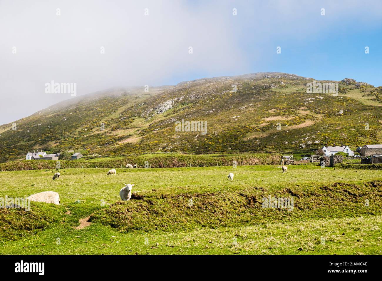 Ovejas en el campo debajo de Mynedd Enlli en el campo en Ynys Enlli o Bardsey Island, Península de Llyn, Gwynedd, al norte de Gales, Reino Unido, Gran Bretaña Foto de stock