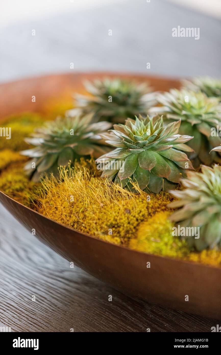 plantas suculentas en un tazón Foto de stock