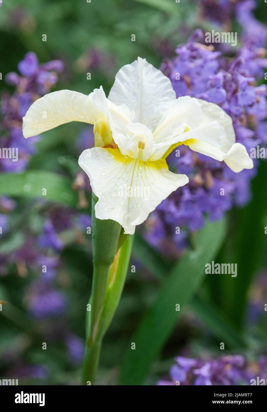 Iris 'White Swirl', Iris Siberiano 'White Swirl', Iris sibirica 'White Swirl. Flores blancas puras con amarillo en la base de las cataratas. Foto de stock