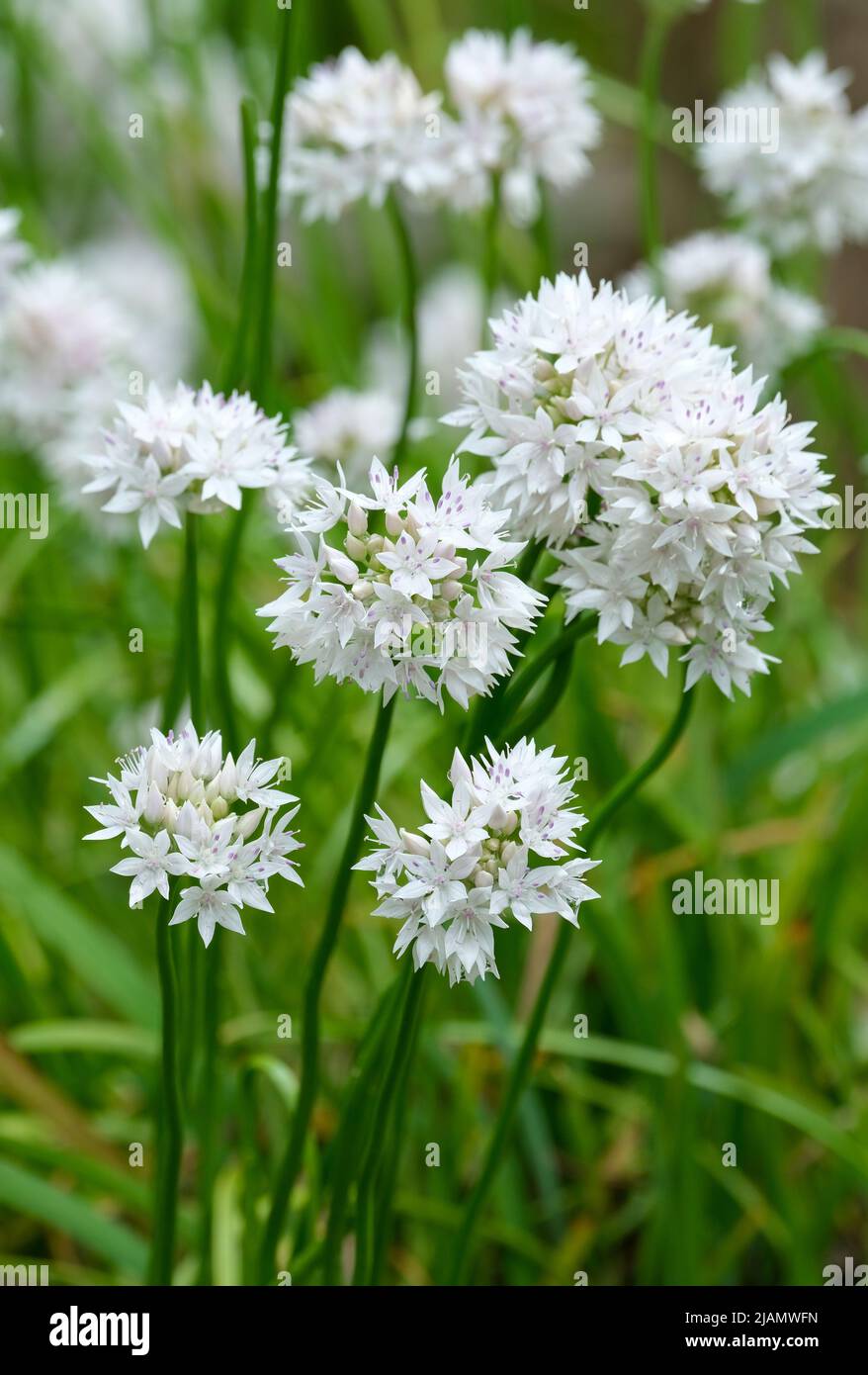 Allium amplectens 'Belleza elegante', Allium 'agraciada', cebolla de hoja estrecha 'Belleza agraciada'. Flores en forma de globo, flores blancas estrelladas con lavanda Foto de stock