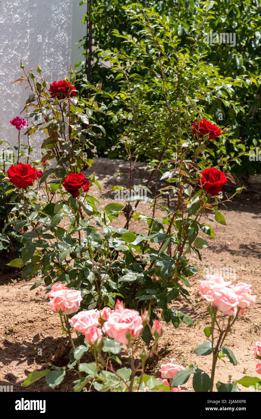Rosas creciendo en un jardín. Enfoque selectivo en las rosas rojas en el fondo. Foto de stock