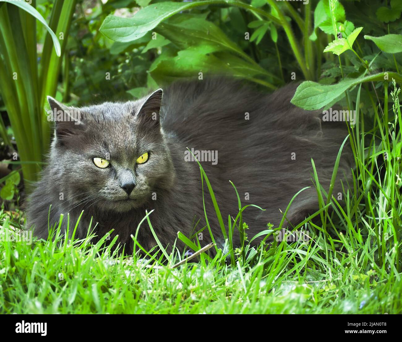 Maine Coon gato relajarse en un jardín Foto de stock