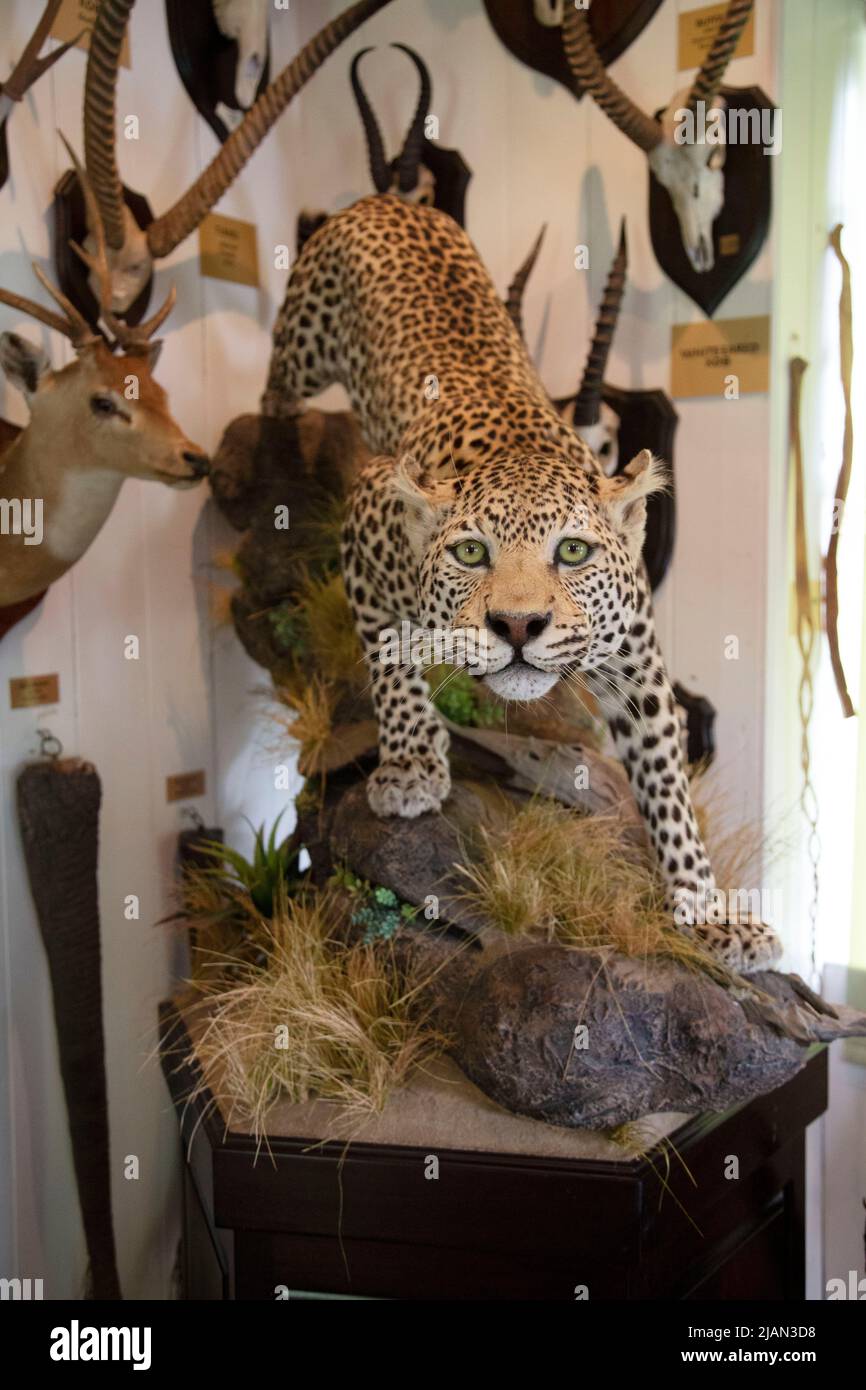Leopardo Taxidermy, trofeos de caza, Dunrobin Castle, Golspie, Sutherland, Escocia Foto de stock