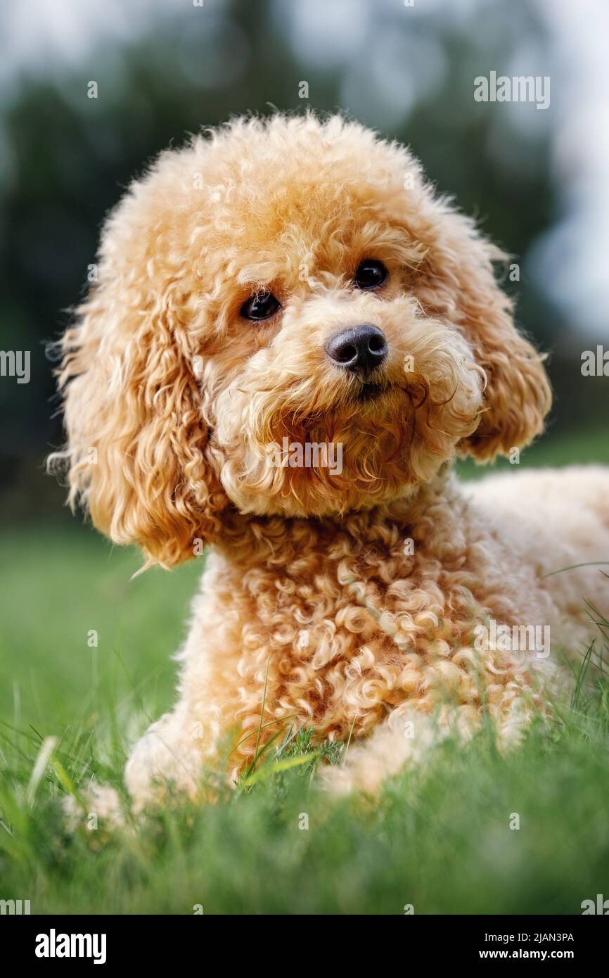 Cachorro de pelo marrón rizado fotografías e imágenes de alta resolución -  Alamy