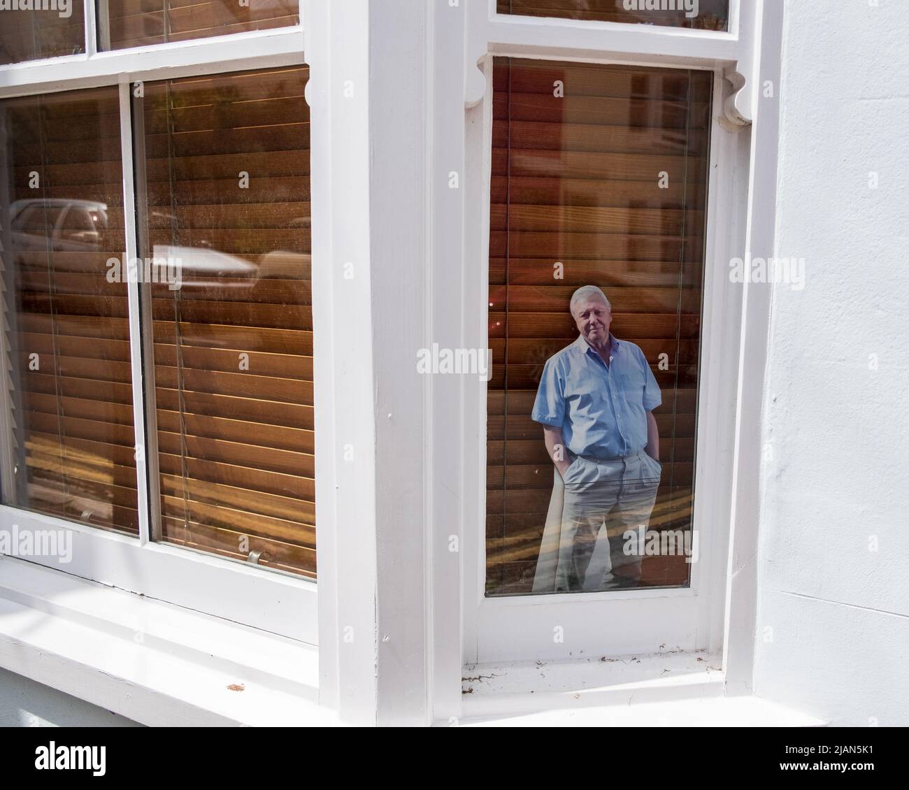 Corte de cartón David Attenborough en una ventana en la calle Washington en el barrio de Hanover de Brighton Foto de stock