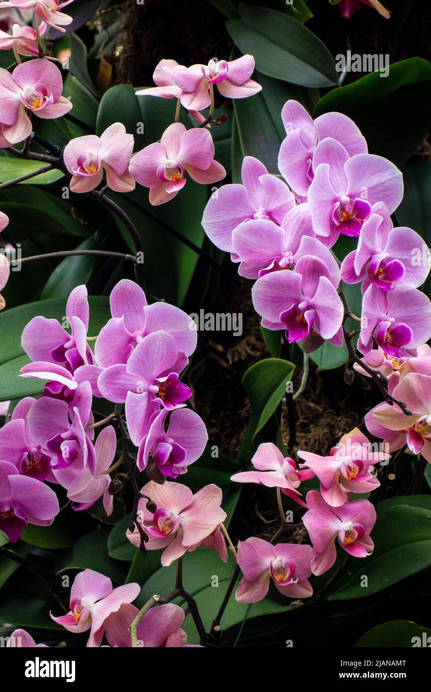 Hermosas flores de orquídeas rosadas, Orchidacecae, Nueva York, NY, Estados Unidos Foto de stock