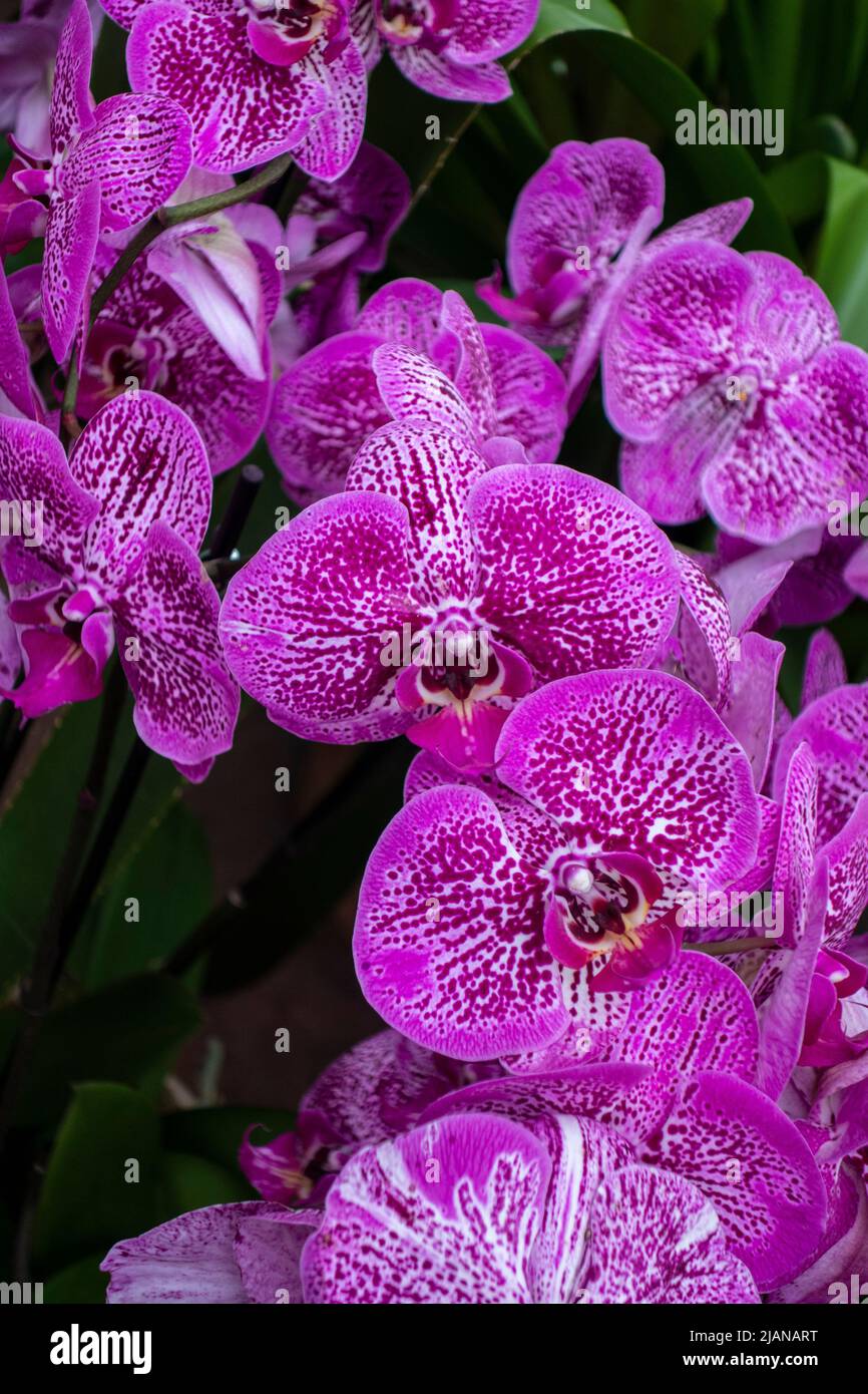 Hermosas flores de orquídeas rosadas, Orchidacecae, Nueva York, NY, Estados Unidos Foto de stock