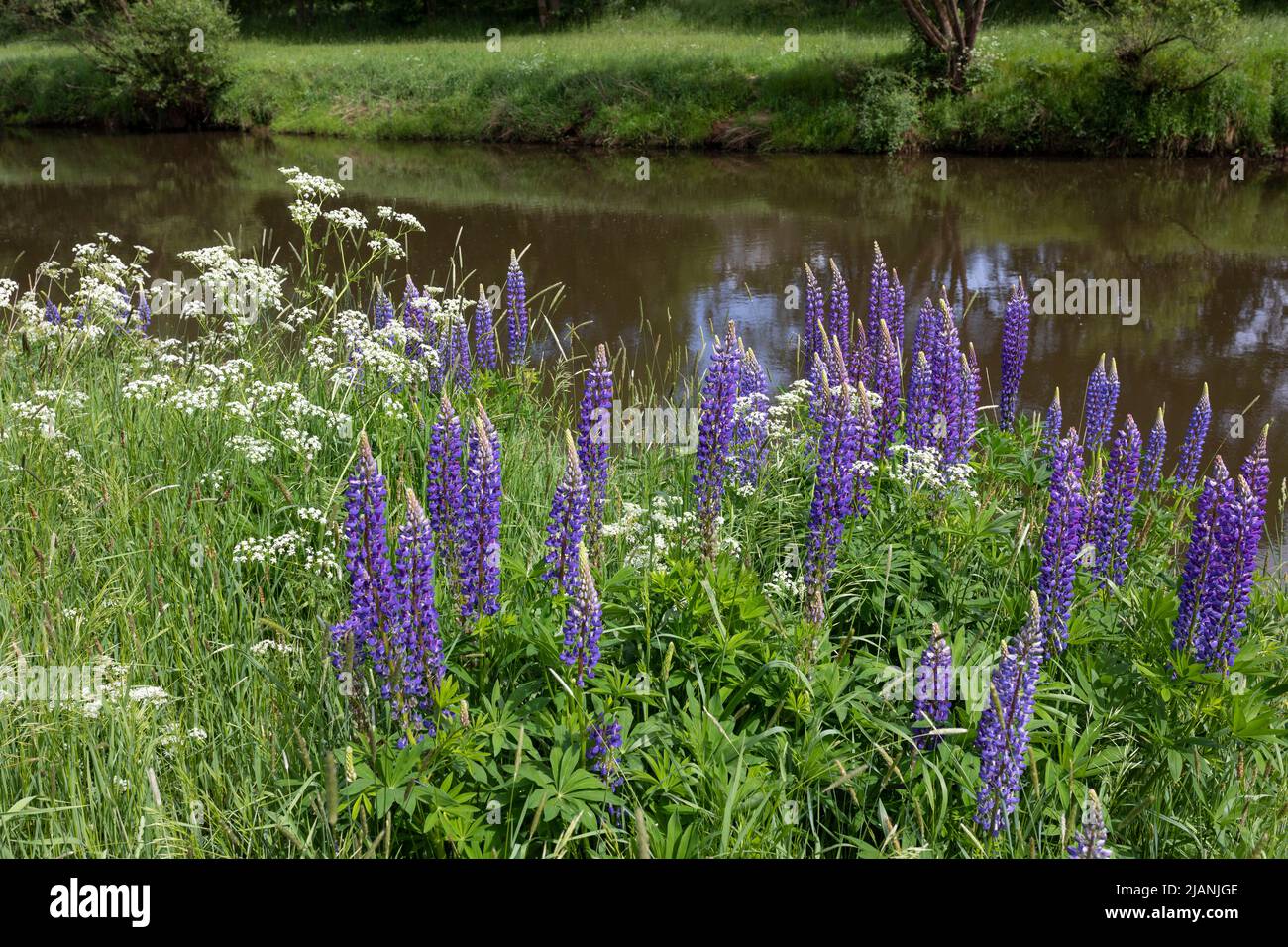 Florece lupino púrpura a lo largo del río Haase cerca de Haselune, Alemania Foto de stock