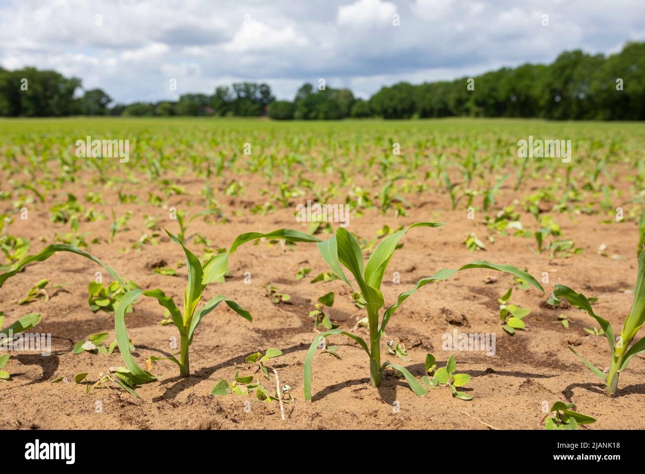Campo con plantas jóvenes de maíz en el norte de Alemania (Baja Sajonia) Foto de stock