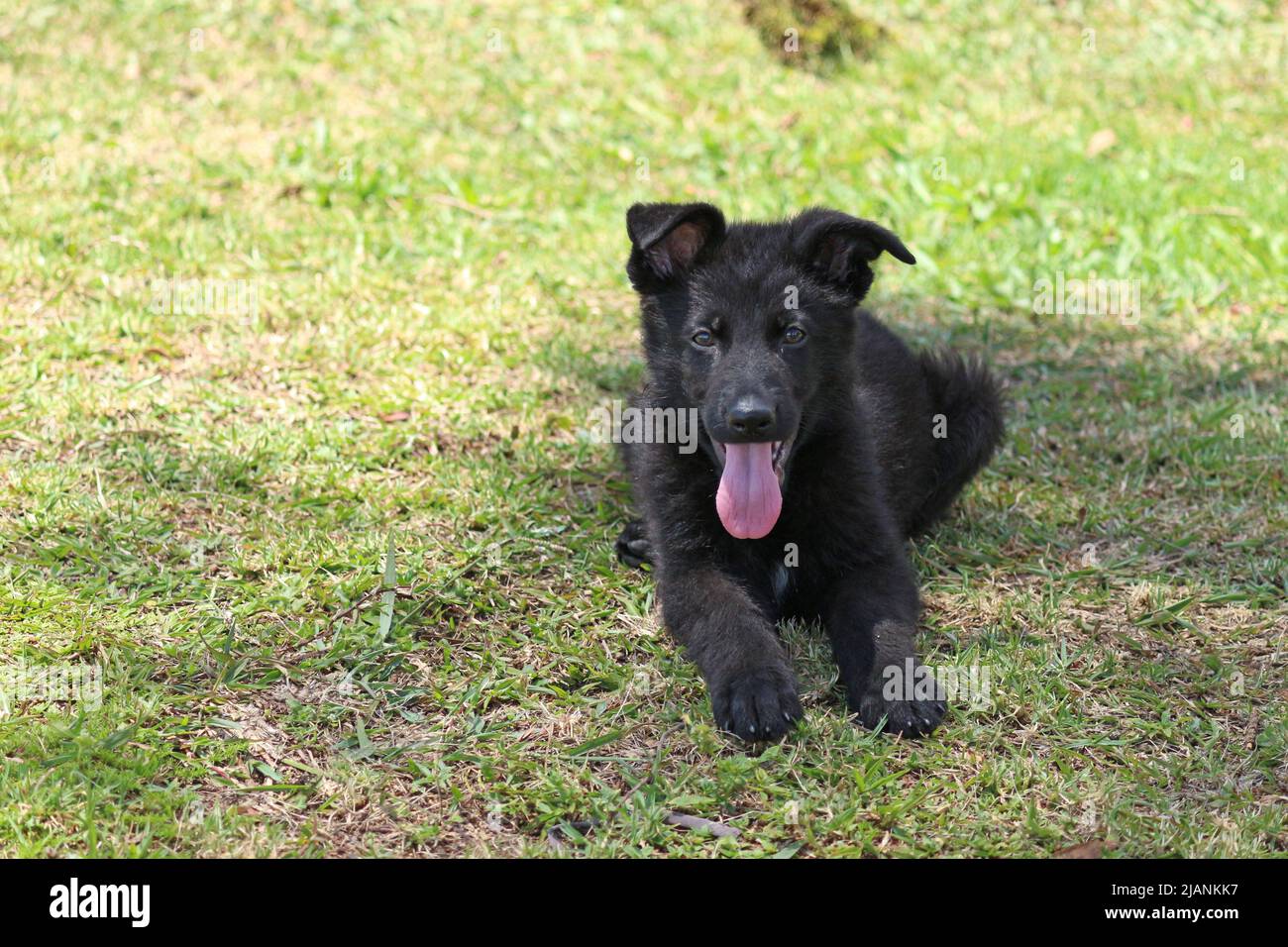 Retrato de Puppy con pelaje negro, en el parque. Foto de stock
