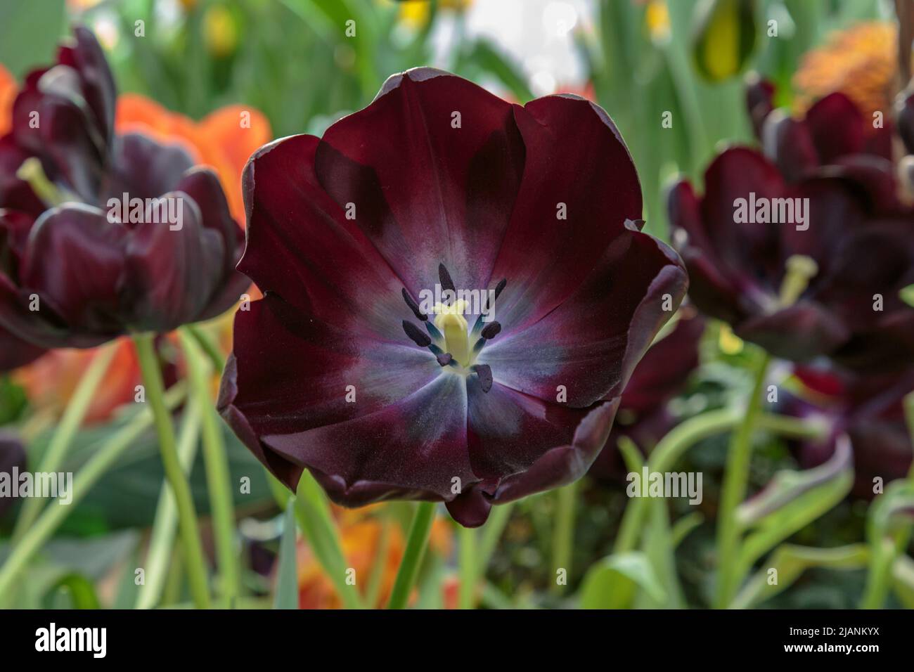 Flor de tulipán negro. Fondo de jardín de primavera. Hermosos tulipanes  creciendo en el campo. Tulipanes de la Reina de la Noche, también conocidos  como tulipanes negros Fotografía de stock - Alamy