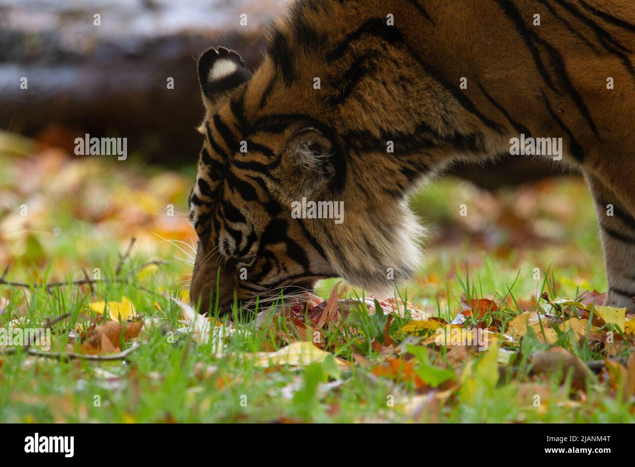 Tigre de Sumatra (Panthera tigris sondaica) Un tigre de Sumatra comiendo un pollo muerto Foto de stock