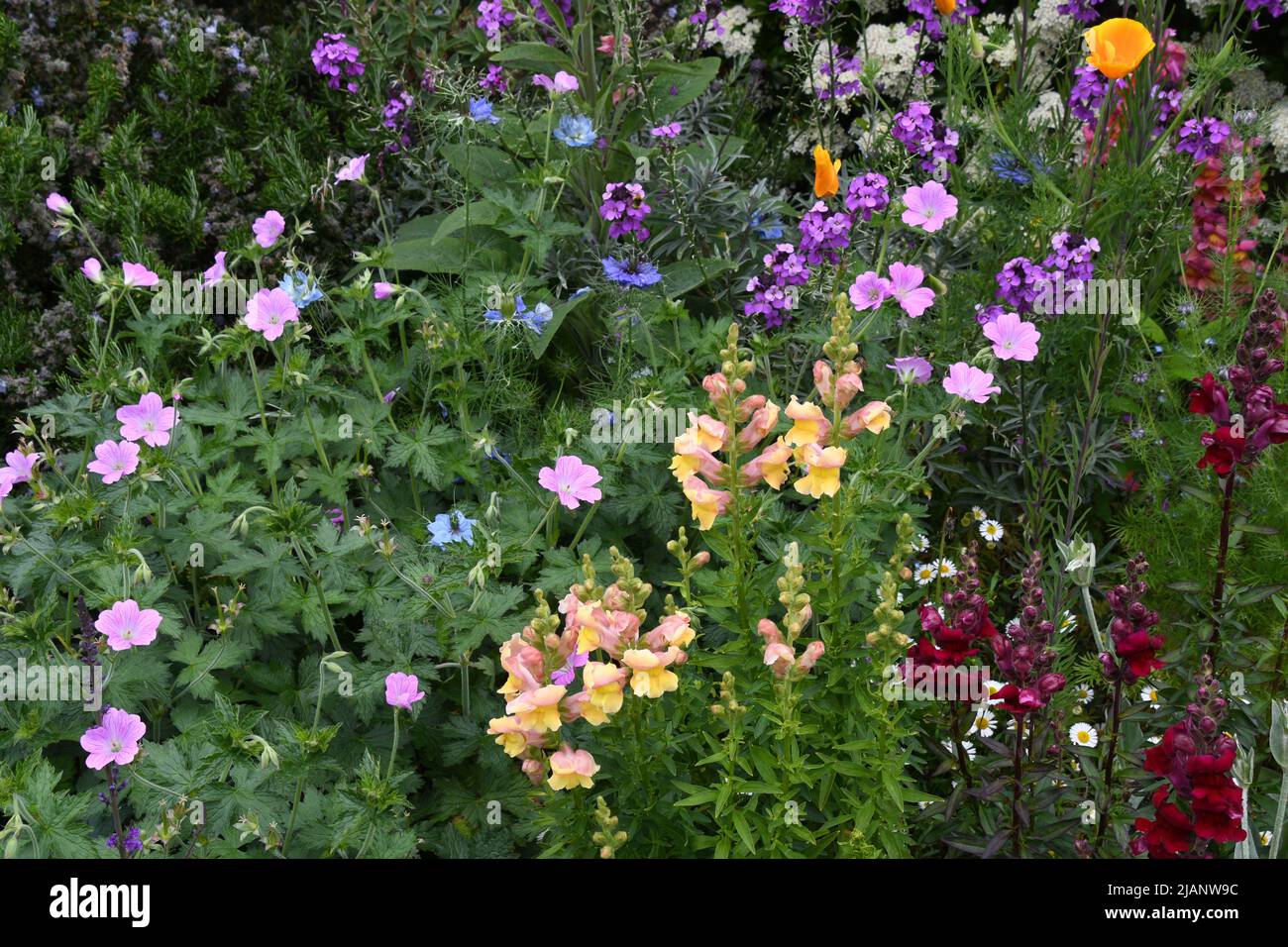 Un borde de flores de colores brillantes con una mezcla de g0lden y antirrinos rojos profundos, amapolas californianas doradas, amor azul en niebla, nigella, erisimum, Foto de stock