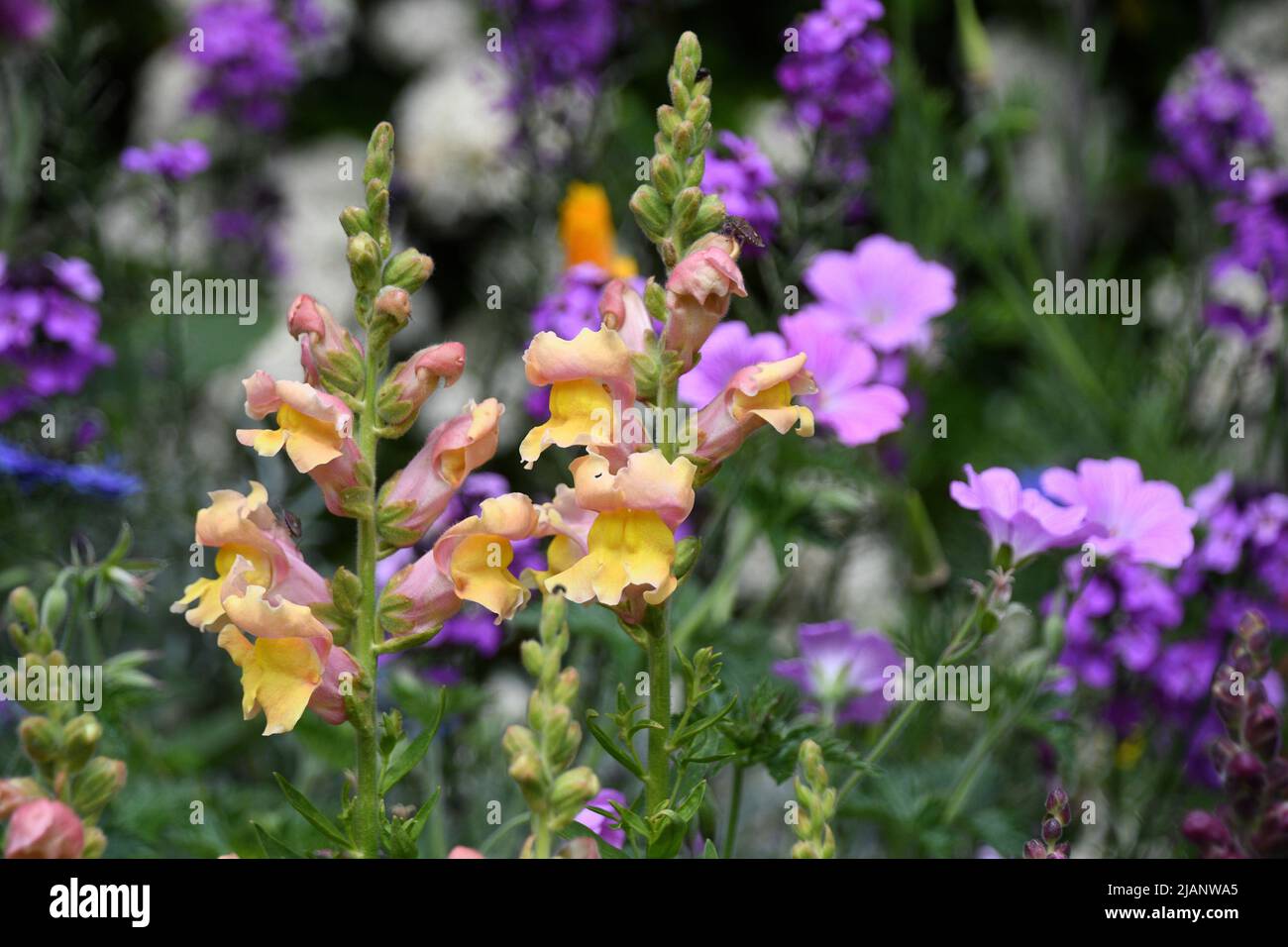 Un borde de flores de colores brillantes con una mezcla de rhinums dorados, wallflower ruso y geranio rosa. En un jardín de verano de Somerset. Foto de stock