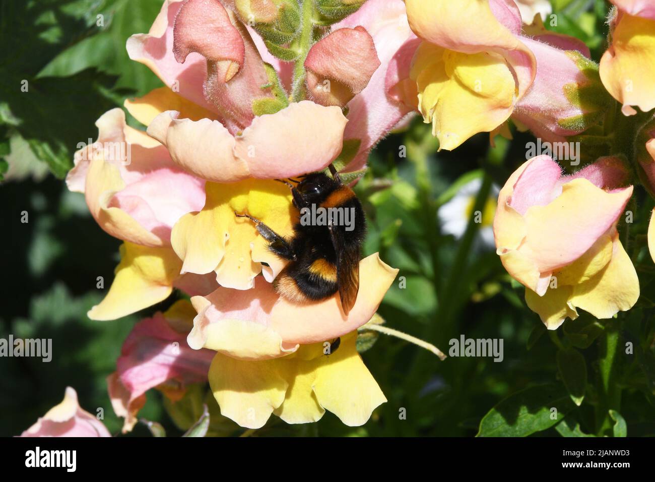 Un borde de flores de colores brillantes con antirrinos dorados siendo polinizados por un pequeño abejorro abejorro. En un jardín de verano de Somerset. Foto de stock